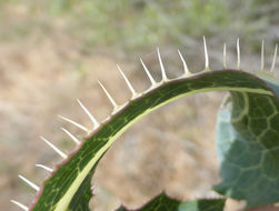 Image of prickly lettuce