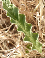 Image de Solanum elaeagnifolium Cav.