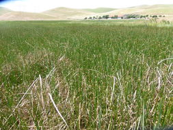 Image of American bulrush