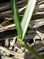 Image of American bulrush