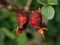 Sivun Rosa woodsii subsp. gratissima (Greene) W. H. Lewis & Ertter kuva