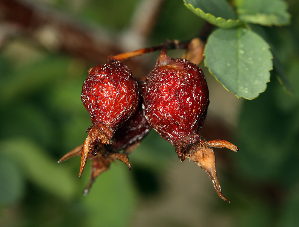 صورة Rosa woodsii subsp. gratissima (Greene) W. H. Lewis & Ertter