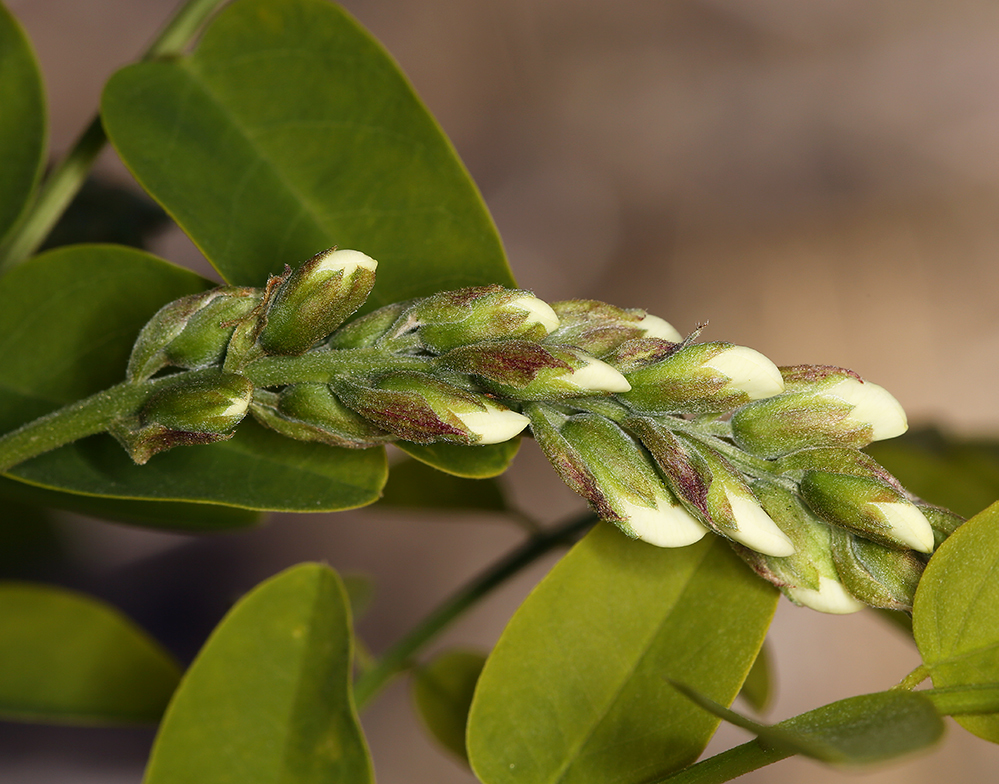 Image of black locust