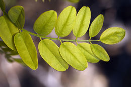 Imagem de Robinia pseudoacacia L.