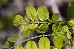 Image of black locust