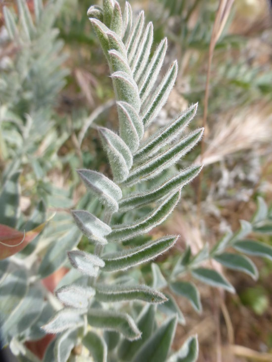 Sivun Astragalus oxyphysus A. Gray kuva