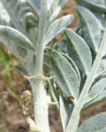 Sivun Astragalus oxyphysus A. Gray kuva