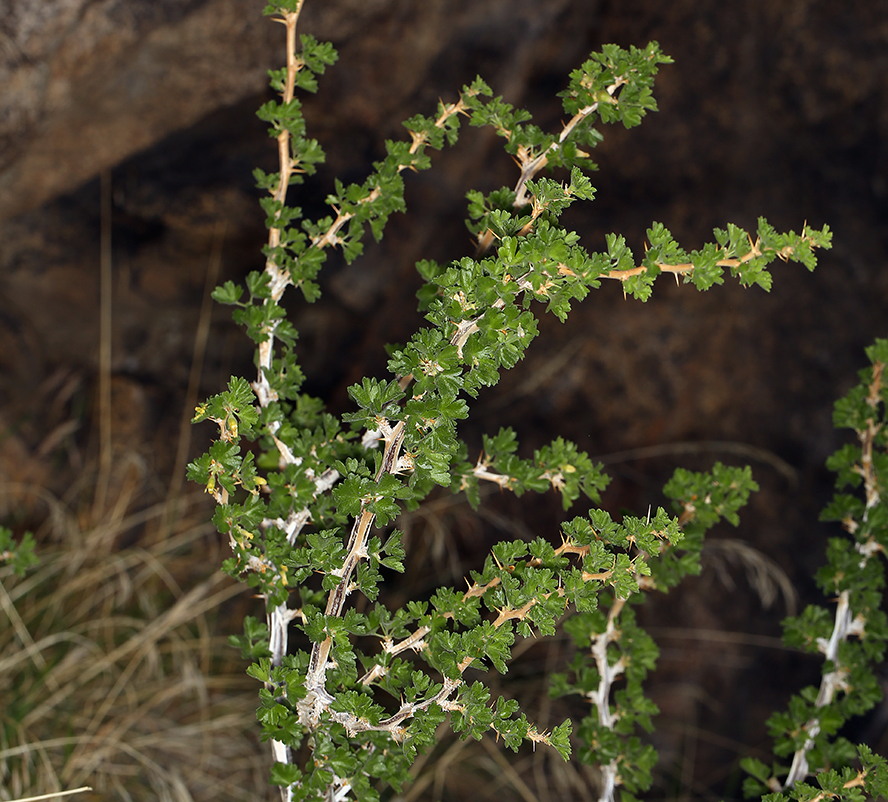 Image de Ribes velutinum Greene