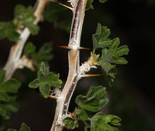 Image de Ribes velutinum Greene