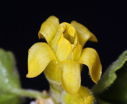 Image of desert gooseberry