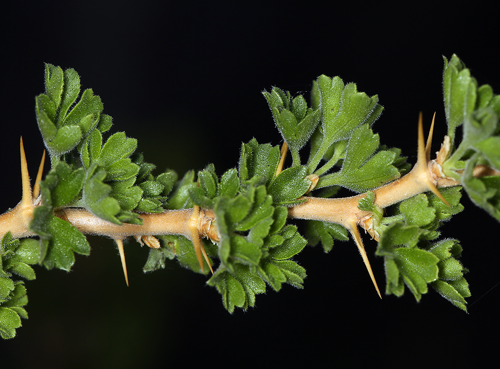 Image de Ribes velutinum Greene