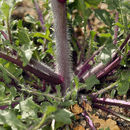 Image of hairy wild cabbage