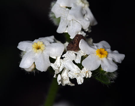 Image of scented cryptantha