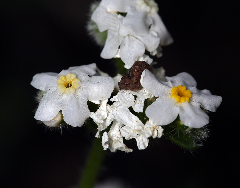 Image of scented cryptantha