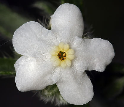 Image of scented cryptantha