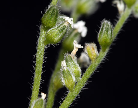 Image of scented cryptantha