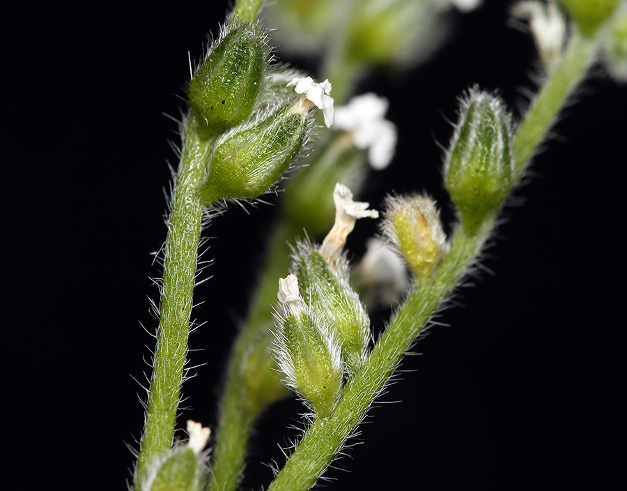 صورة Cryptantha utahensis (A. Gray) Greene