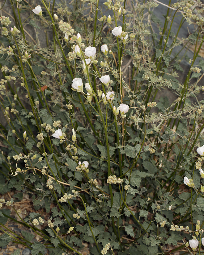 Image of rose globemallow