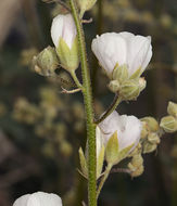 Image of rose globemallow