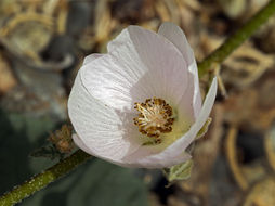 Image of rose globemallow