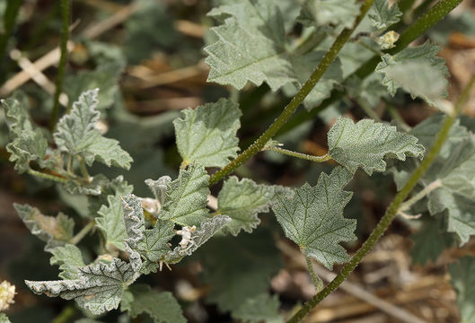 Imagem de Sphaeralcea ambigua var. rosacea (Munz & I. M. Johnst.) Kearney