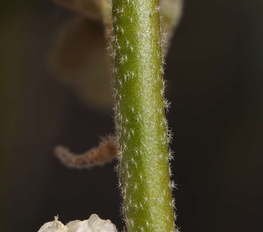 Image of rose globemallow