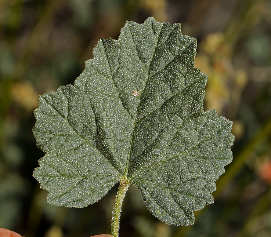 Image of rose globemallow