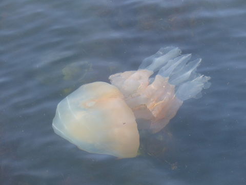 Image of barrel jellyfish