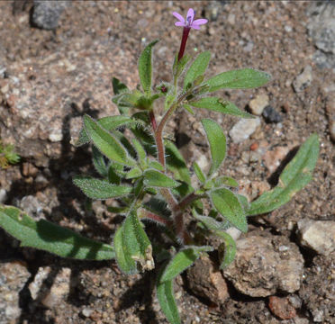 Plancia ëd Allophyllum divaricatum (Nutt.) A. D. & V. E. Grant