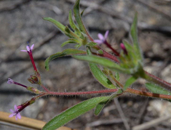 Plancia ëd Allophyllum divaricatum (Nutt.) A. D. & V. E. Grant