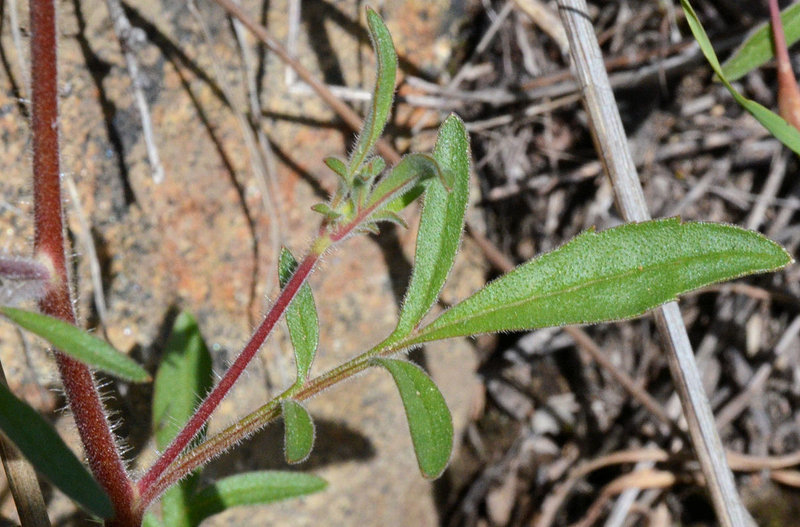 Plancia ëd Allophyllum divaricatum (Nutt.) A. D. & V. E. Grant