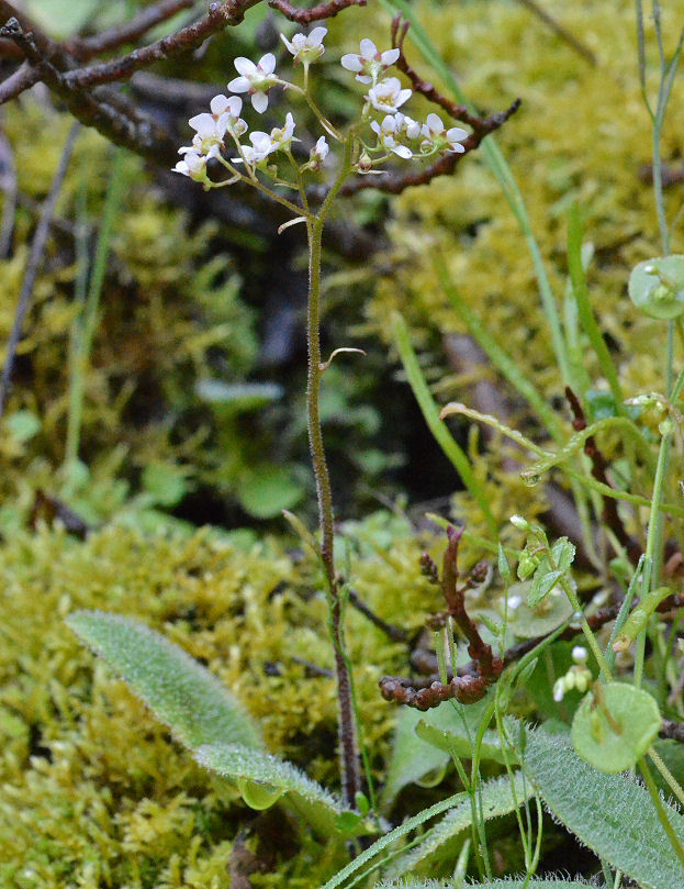 Imagem de Micranthes californica (Greene) Small