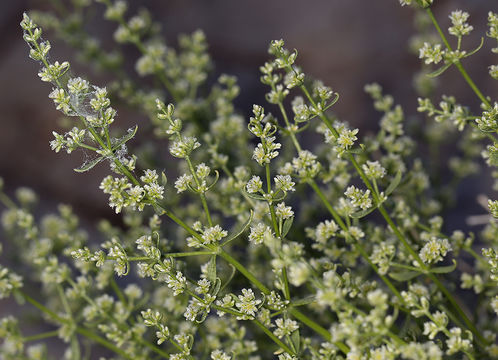 Image of Rixford's rockwort