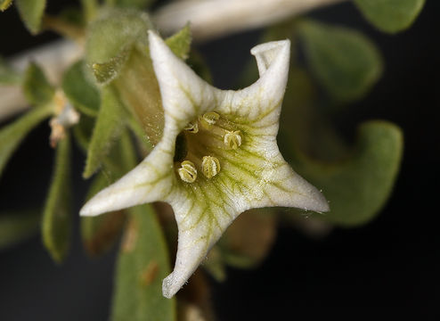 Image of peach thorn