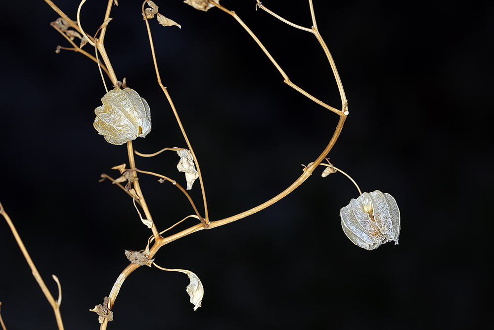 Image of yellow nightshade groundcherry