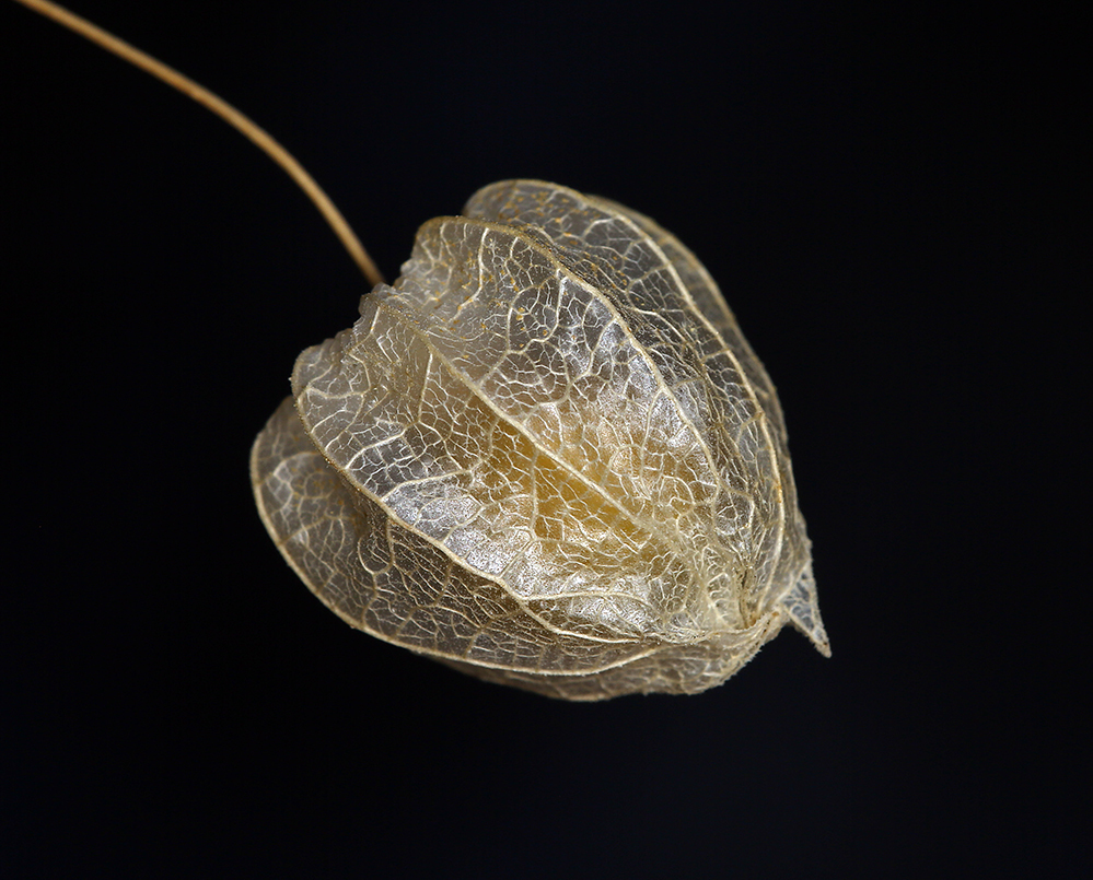 Image of yellow nightshade groundcherry