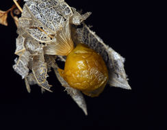 Image of yellow nightshade groundcherry