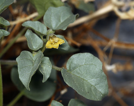 Image of yellow nightshade groundcherry