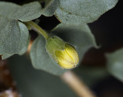 Image of yellow nightshade groundcherry