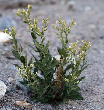 Image of desert tobacco,