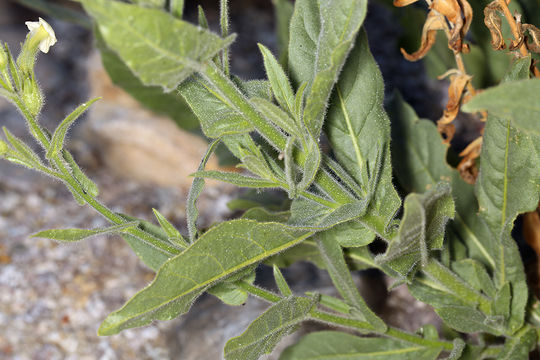 Image of desert tobacco,