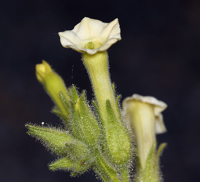 Image of desert tobacco,