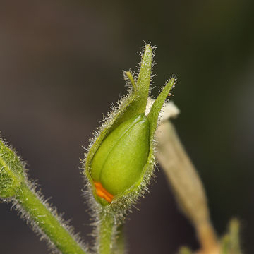 Image of desert tobacco,