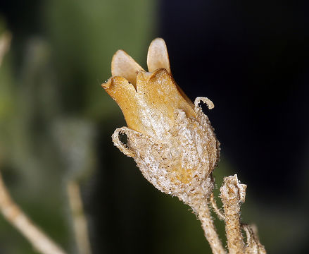 Image of desert tobacco,