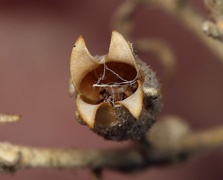 Image of desert tobacco,