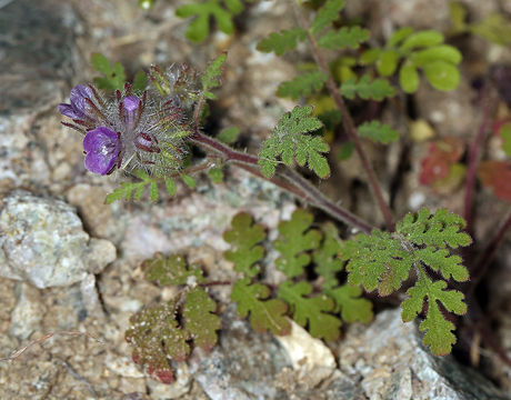 Image of hiddenflower phacelia