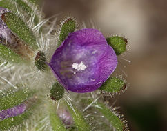 Image of hiddenflower phacelia