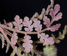 Image of hiddenflower phacelia