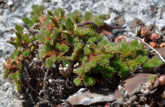 Image of Hansen's spikemoss