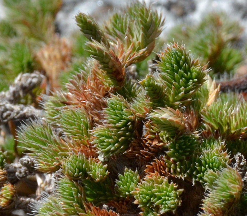 Image of Hansen's spikemoss